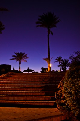 Palmer i solnedgang, kan det bli mer kitsch? Fra Sharm el Sheikh i Egypt.